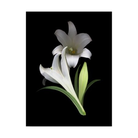 Trademark Fine Art Susan S. Barmon 'Easter Lilies 3' Canvas Art, 24x32 ALI34507-C2432GG